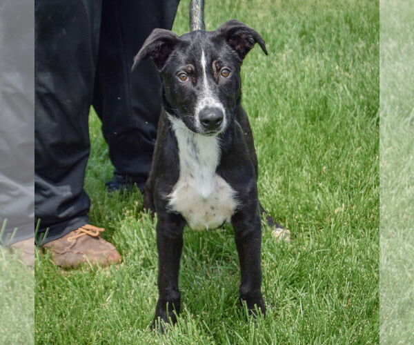 Medium Photo #5 Border Collie-Unknown Mix Puppy For Sale in Huntley, IL, USA