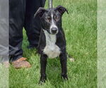 Small #4 Border Collie Mix