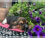 Small #1 Basset Hound