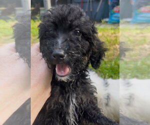 Bernese Mountain Dog-Poodle (Miniature) Mix Dogs for adoption in Valrico, FL, USA