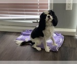 Small #2 Cavalier King Charles Spaniel