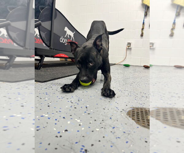 Medium Photo #3 American Staffordshire Terrier Puppy For Sale in Pierceton , IN, USA