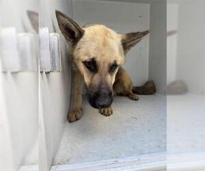 German Shepherd Dog Dogs for adoption in Houston, TX, USA