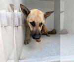 Small German Shepherd Dog