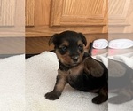 Small Photo #4 Yorkshire Terrier Puppy For Sale in MILFORD, OH, USA
