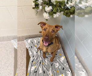 American Pit Bull Terrier Dogs for adoption in Brighton, CO, USA