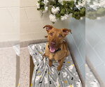 Small American Pit Bull Terrier