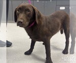 Small #1 Labrador Retriever Mix