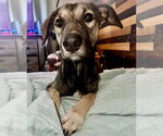 Small #2 Anatolian Shepherd-German Shepherd Dog Mix