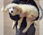 Small #1 Great Pyrenees