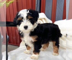 Bernedoodle-Poodle (Miniature) Mix Puppy for sale in FORT PLAIN, NY, USA