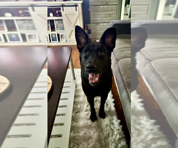 Medium Photo #24 German Shepherd Dog-Unknown Mix Puppy For Sale in Brewster, NY, USA