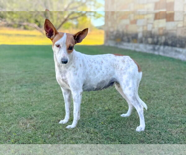 Medium Photo #5 Mutt Puppy For Sale in PIPE CREEK, TX, USA