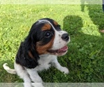 Small Photo #1 Cavalier King Charles Spaniel Puppy For Sale in WOOSTER, OH, USA