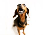 Small #2 Dachshund