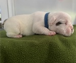 Puppy Marshmallow English Bulldog