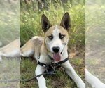 Small #7 Siberian Husky Mix