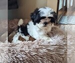 Small Photo #11 Shih Tzu Puppy For Sale in BRIDGEWATER, VA, USA
