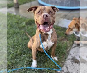 Mutt Dogs for adoption in Modesto, CA, USA