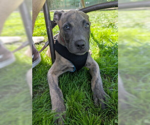 Medium Photo #1 Mutt Puppy For Sale in Ventura, CA, USA