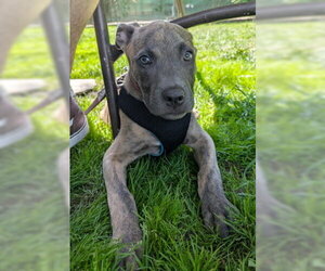 Mutt Dogs for adoption in Ventura, CA, USA