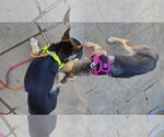 Small #7 German Shepherd Dog Mix