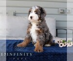 Small #1 Bernedoodle (Miniature)