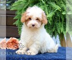 Small #4 Cavapoo
