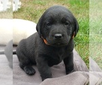 Small Photo #87 Labrador Retriever Puppy For Sale in OLYMPIA, WA, USA