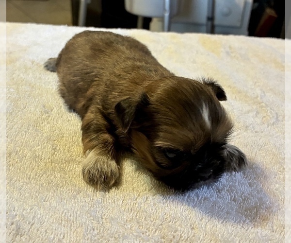 Medium Photo #3 Shih Tzu Puppy For Sale in DUFF, TN, USA