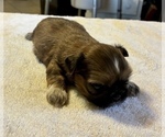 Small #2 Shih Tzu