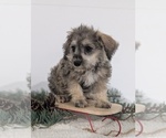 Small Photo #6 Schnoodle (Miniature) Puppy For Sale in GOSHEN, IN, USA