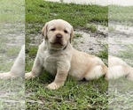 Small #3 Labrador Retriever