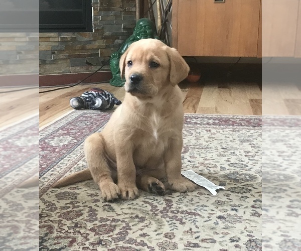 Medium Photo #2 Labrador Retriever Puppy For Sale in BARNEVELD, WI, USA