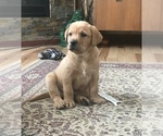 Small Photo #2 Labrador Retriever Puppy For Sale in BARNEVELD, WI, USA