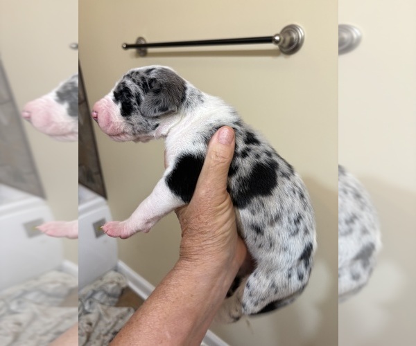 Medium Photo #16 Great Dane Puppy For Sale in CLANTON, AL, USA