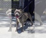 Small Photo #2 Mutt Puppy For Sale in Downey, CA, USA