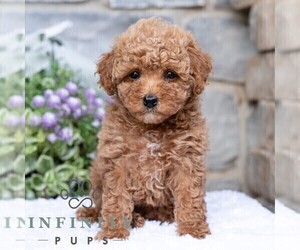 Havapoo Puppy for sale in LEWISBURG, PA, USA