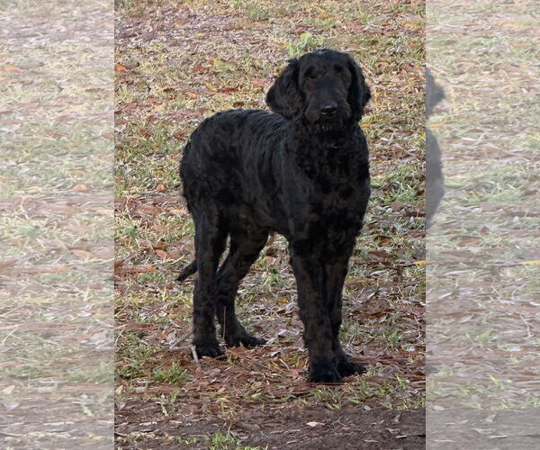 Medium Photo #3 Labrador Retriever-Unknown Mix Puppy For Sale in Valrico, FL, USA