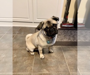 Pug Puppy for sale in EVANS, GA, USA