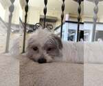 Small #9 Poodle (Miniature) Mix