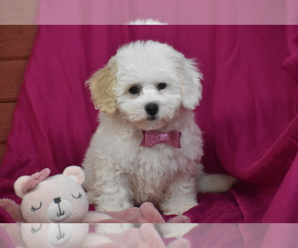 Medium Photo #3 Bichpoo Puppy For Sale in ELDORADO, OH, USA