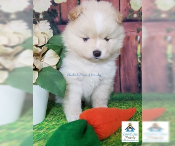 Medium Photo #24 Pomsky Puppy For Sale in RAMSEY, MN, USA