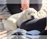 Puppy WHITE FEMALE Labrador Retriever