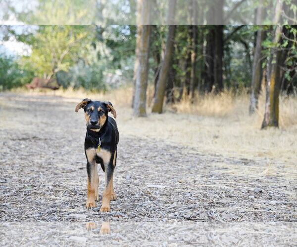 Medium Photo #18 Doberman Pinscher-German Shepherd Dog Mix Puppy For Sale in Sandy, UT, USA