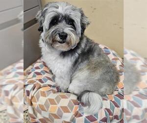 Havanese-Unknown Mix Dogs for adoption in Frisco, CO, USA