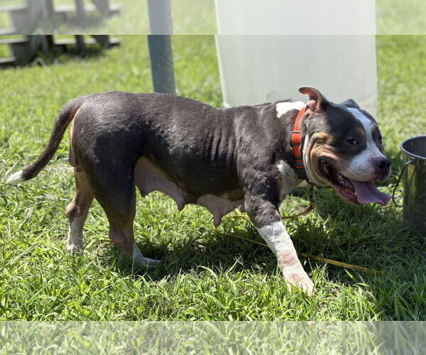 Medium Photo #5 American Pit Bull Terrier-Unknown Mix Puppy For Sale in Virginia Beach, VA, USA