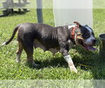 Small #4 American Pit Bull Terrier Mix
