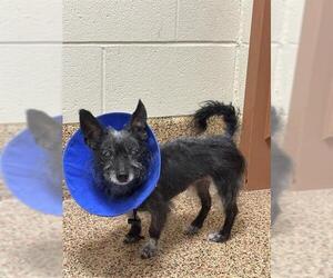 Chi-Poo (Toy) Dogs for adoption in Springfield, MA, USA