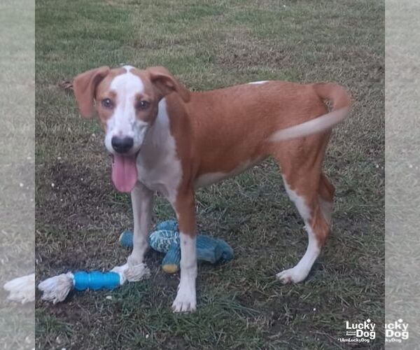 Medium Photo #6 Labrador Retriever-Retriever  Mix Puppy For Sale in Washington, DC, USA